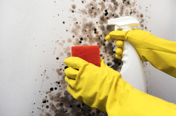 Best Certified Mold Removal  in Brookfield Center, OH