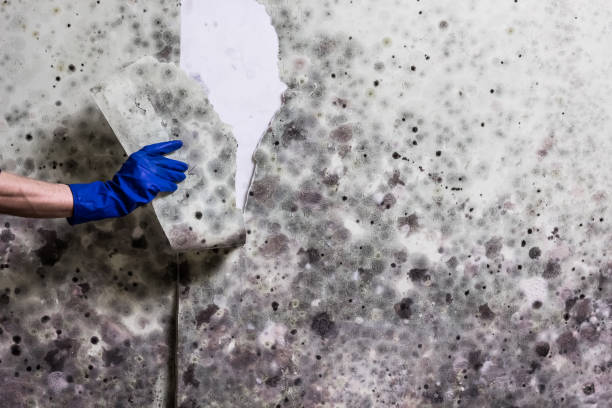 Best Fast Mold Removal  in Brookfield Center, OH
